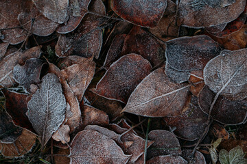 low key still life of Frozen leaves in winter on the ground