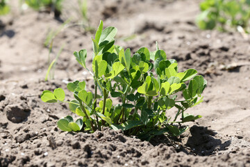 Peanut farming field in harvest time