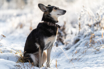 cute black and white big dog mongrel on a winter background