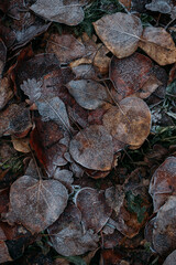 low key still life of Frozen leaves in winter on the ground