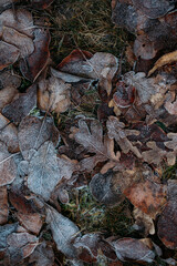 low key still life of Frozen leaves in winter on the ground