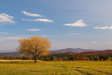 autumn landscape with trees and blue sky
