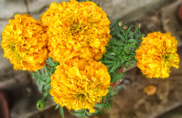yellow flowers