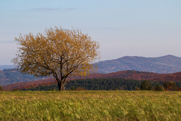 autumn landscape with tree