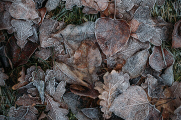 low key still life of Frozen leaves in winter on the ground