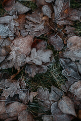 low key still life of Frozen leaves in winter on the ground