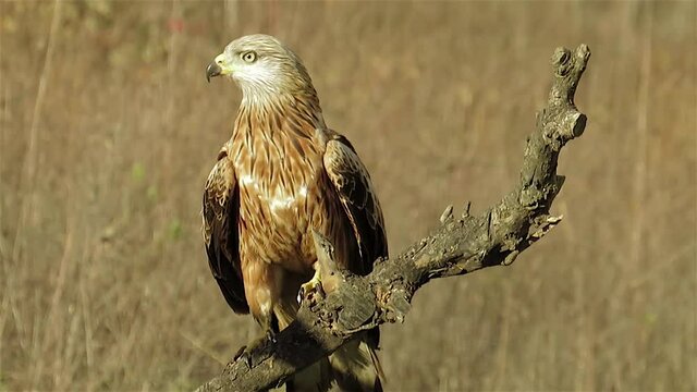 red kite are waiting, red kite and prey, kite looking for, kite slow motion, kite close up