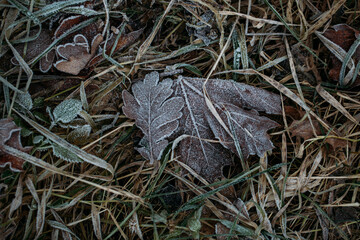 low key still life of Frozen leaves in winter on the ground