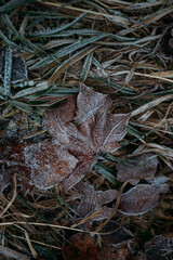 low key still life of Frozen leaves in winter on the ground