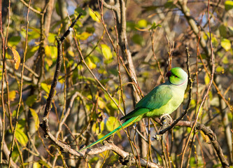 Ring necked Parakeet perched on a leaf filled tree