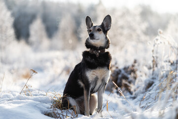 Snow dog. Black pet dog with snow