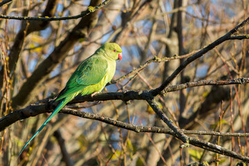Ring necked Parakeet perched on a leaf filled tree