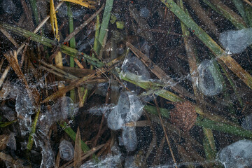 low key still life of Frozen leaves in winter on the ground