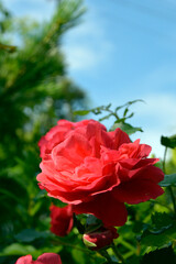 Rose flower close up. Garden flower against the blue sky. A plant with bright red double flowers for garden decoration.