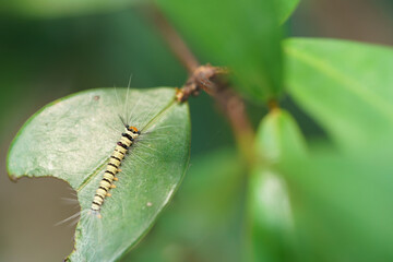 Macro photo of a hairy caterpillar on a chipped leaf.