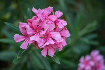 pink flower blossoming