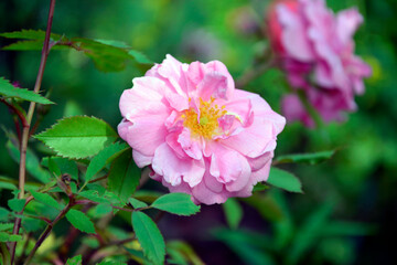 Obraz premium Rosehip bush flower close-up on a blurred background. Garden flower in a flower bed. Blooming bush with bright flowers for garden decoration.
