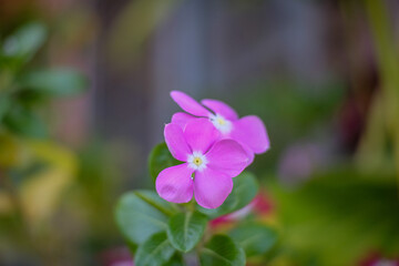 close up of a flower