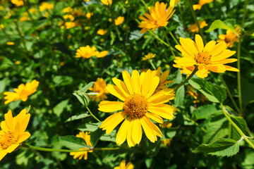 Yellow flower meadow. Yellow flower background. Wild growing Heliopsis helianthoides.