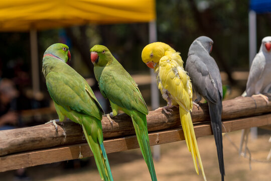 Lined up colorful Parrots and Parakeets.