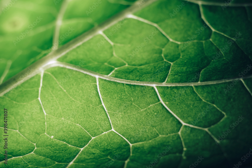 Poster Beautiful leaf on a black pattern background texture for design. Macro photography view...