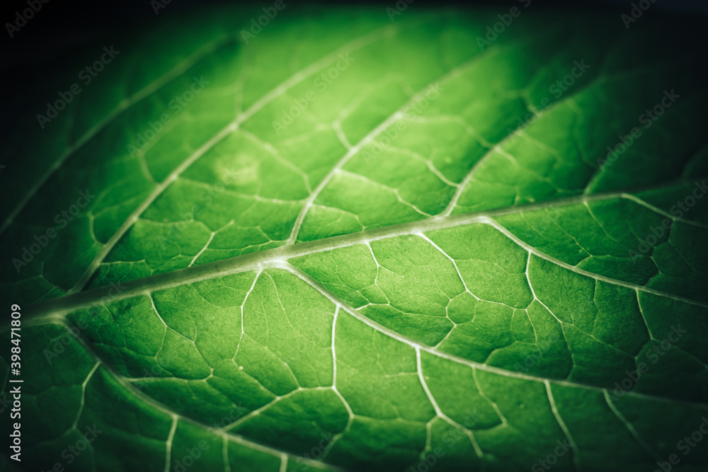 Poster Beautiful leaf on a black pattern background texture for design. Macro photography view...