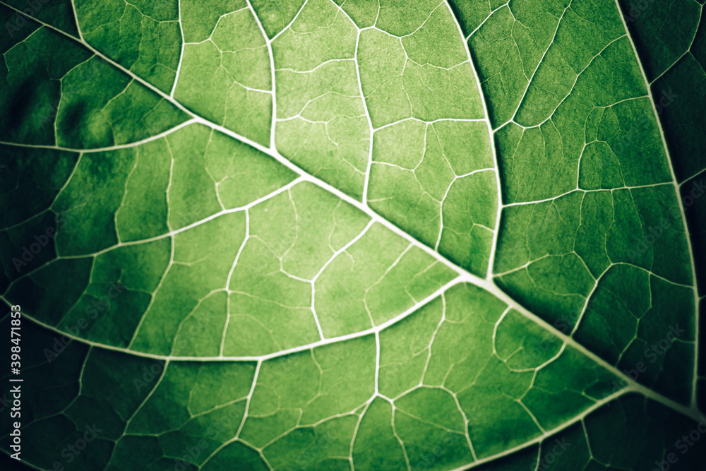 Poster Close up beautiful green leaf background texture. Macro photography view..