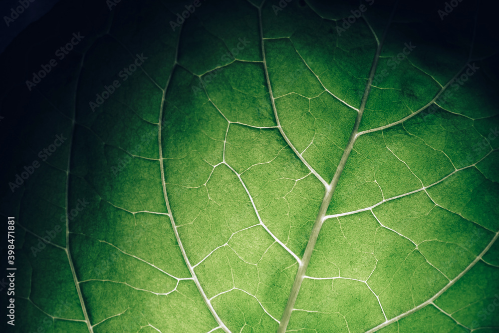 Poster close up beautiful green leaf background texture. macro photography view..