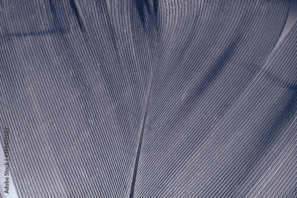 Poster Close up Beautiful gray Bird feather pattern background for design texture. Macro photography view.