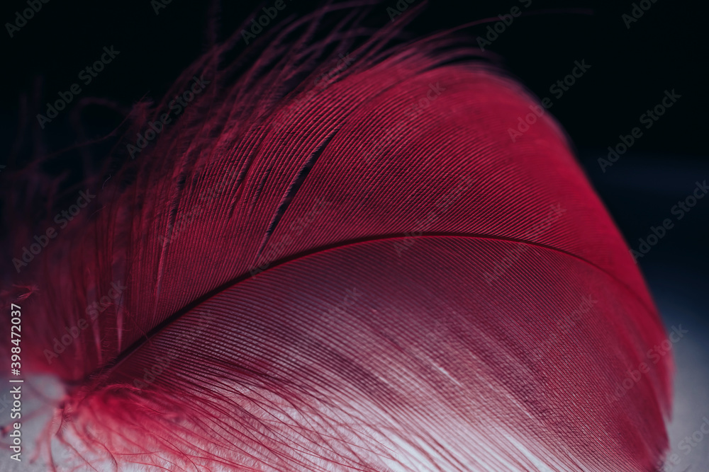 Poster Beautiful red trends feather pattern texture background. Macro photography view..