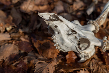 Naklejka premium 鹿の頭蓋骨