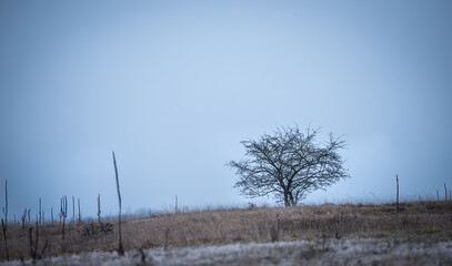 Lonely tree on the field