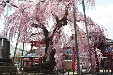 Otohime Sakura at Myokanji Temple in Fukushima Prefecture
