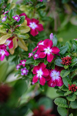 Fototapeta premium pink flowers blossoming