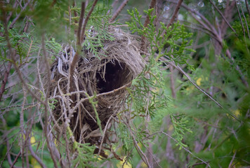 bird's nest