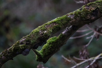 An old branch covered with moss