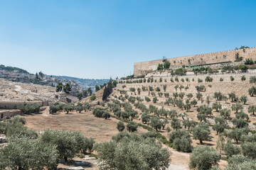 The Kidron Valley,on the eastern side of the Old City of Jerusalem, separating the Temple Mount from the Mount of Olives, with Jewish graveyard and olive trees, and background of wall of the Old City