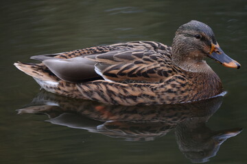 Duck on the water