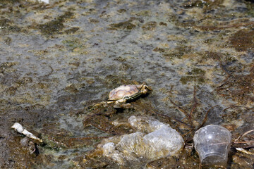 A large amount of trash polluting our waters.