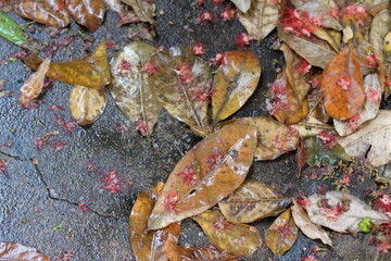 Red flowers and leaves fall on the ground in a seasonal garden.