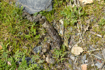 Top view of red fox excrement on the ground