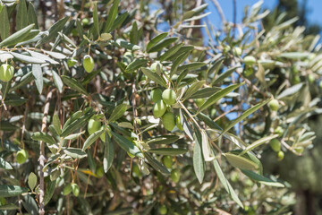 Fototapeta premium Green fruit of olives on tree growing at on the Mount of Olives Jerusalem, Israel.