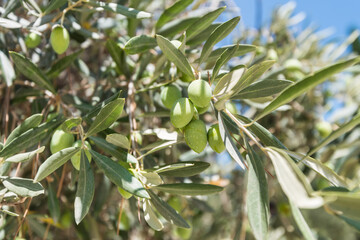Green fruit of olives on tree growing at on the Mount of Olives Jerusalem, Israel.