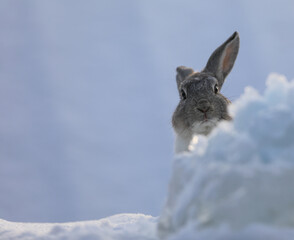 portrait of a gray rabbit in winter