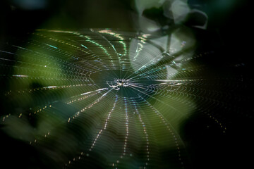 Spider on its web, Everglades, FL, USA