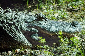 American crocodile head, Everglades, FL, USA.