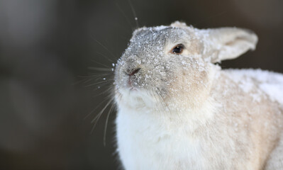 portrait of a gray rabbit in winter