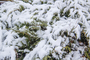 Christmas tree with a snow against background. Branches with a snow on them.