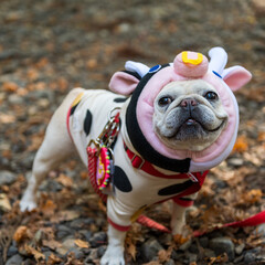 牛の着ぐるみを纏った小さくて可愛いフレンチブルドッグの笑顔