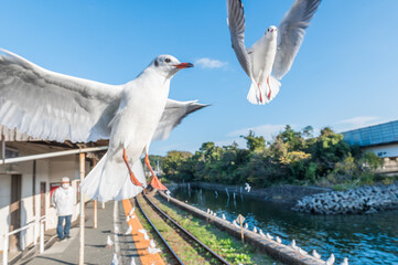 浜名湖のユリカモメたちの羽ばたき